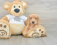 6 week old Dachshund Puppy For Sale - Puppy Love PR