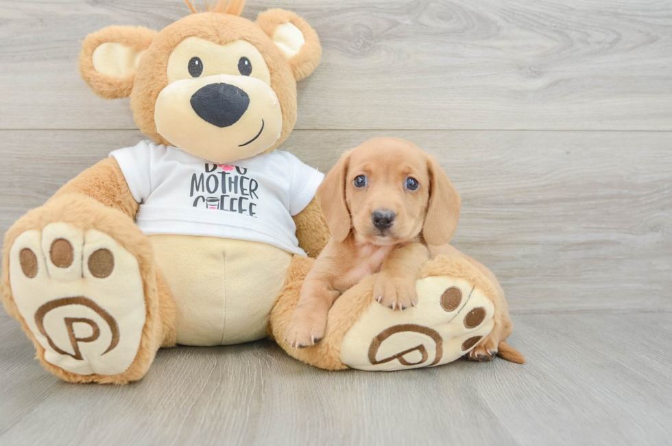 6 week old Dachshund Puppy For Sale - Puppy Love PR