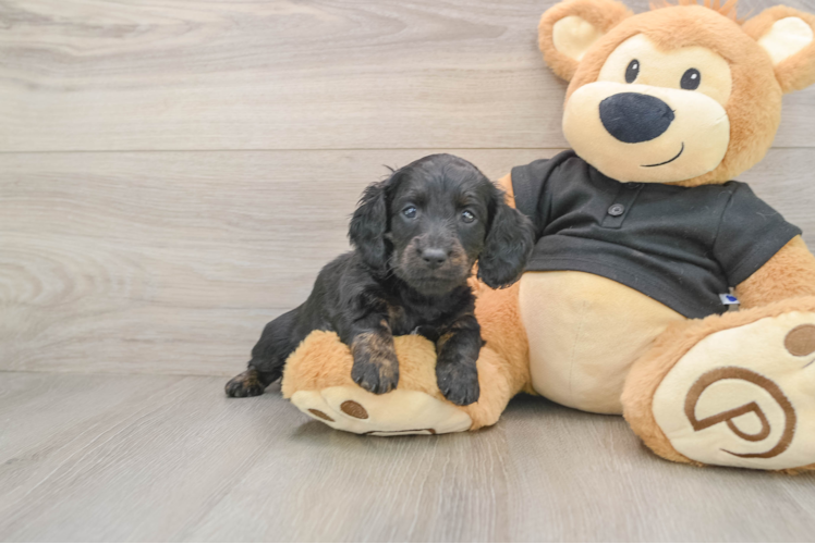 Cute Dachshund Purebred Pup