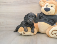 5 week old Dachshund Puppy For Sale - Puppy Love PR