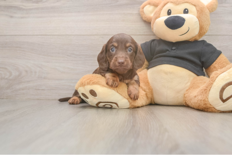 Cute Dachshund Baby