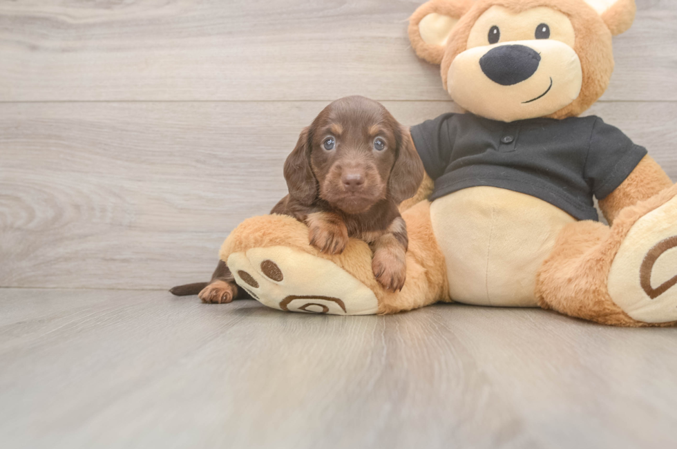 7 week old Dachshund Puppy For Sale - Puppy Love PR