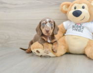 6 week old Dachshund Puppy For Sale - Puppy Love PR
