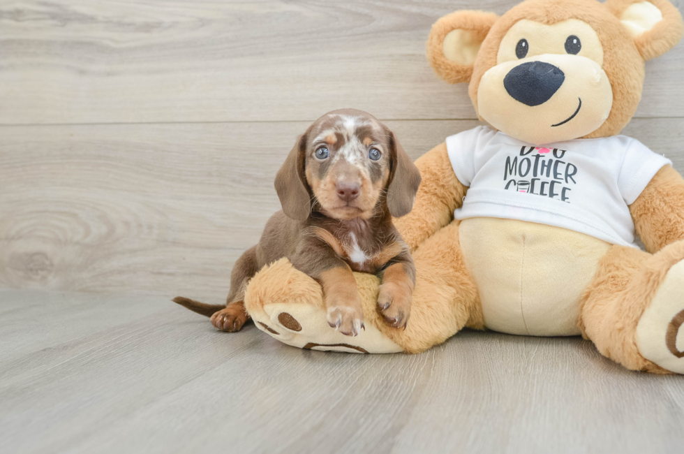 6 week old Dachshund Puppy For Sale - Puppy Love PR