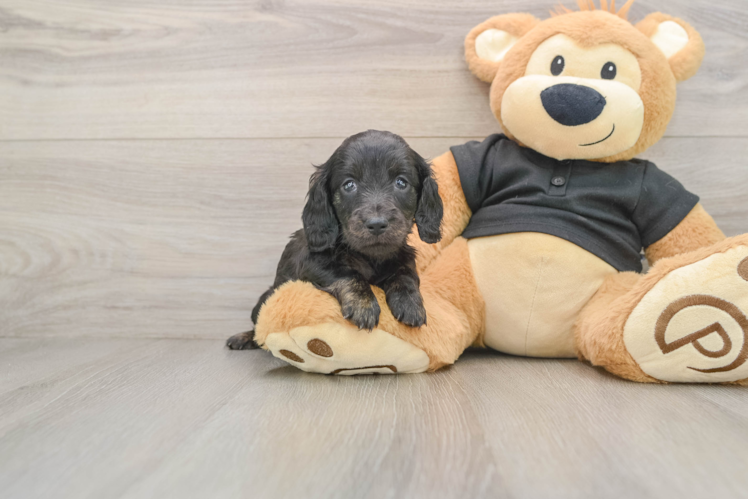 Cute Doxie Purebred Puppy