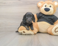 5 week old Dachshund Puppy For Sale - Puppy Love PR