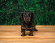 10 week old Dachshund Puppy For Sale - Puppy Love PR