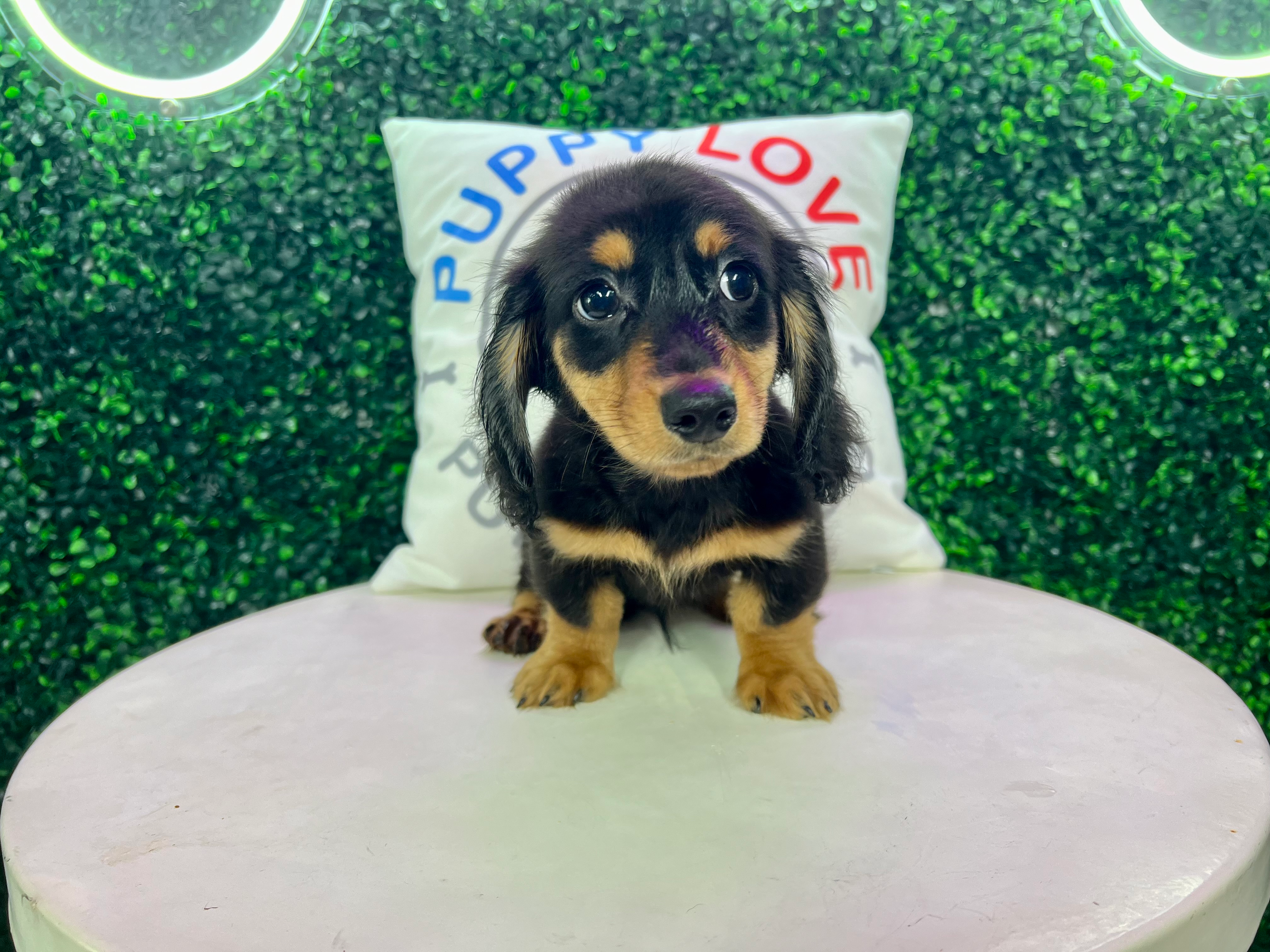 Dachshund Puppy for Adoption