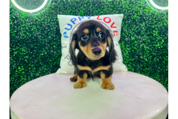 Meet Micah - our Dachshund Puppy Photo 1/4 - Puppy Love PR Dachshund Puppy for Adoption