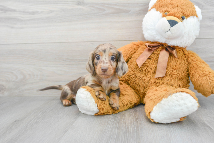 Meet Peanut - our Dachshund Puppy Photo 1/3 - Puppy Love PR Dachshund Puppy for Adoption
