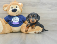 7 week old Dachshund Puppy For Sale - Puppy Love PR