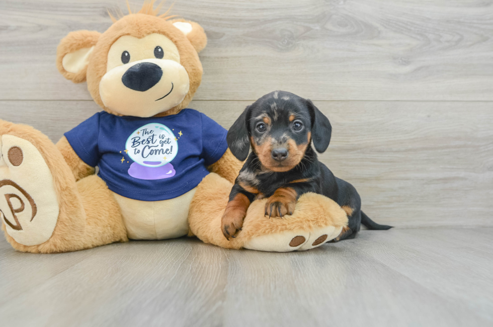 7 week old Dachshund Puppy For Sale - Puppy Love PR