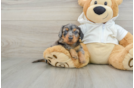 Cute Doxie Purebred Puppy