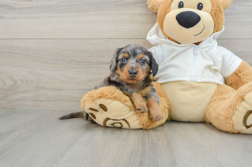 6 week old Dachshund Puppy For Sale - Puppy Love PR