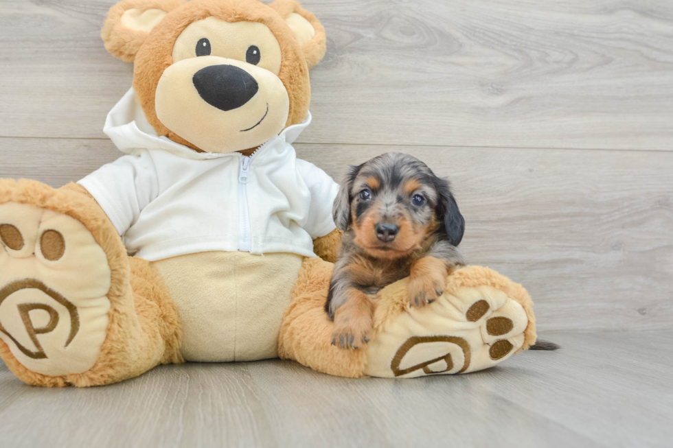 Dachshund Pup Being Cute