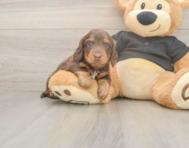 5 week old Dachshund Puppy For Sale - Puppy Love PR