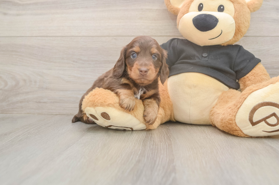 5 week old Dachshund Puppy For Sale - Puppy Love PR