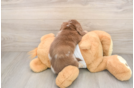 Cute Dachshund Purebred Pup