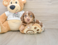 6 week old Dachshund Puppy For Sale - Puppy Love PR