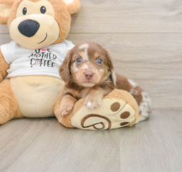 7 week old Dachshund Puppy For Sale - Puppy Love PR