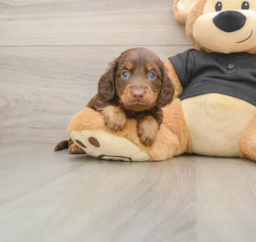 6 week old Dachshund Puppy For Sale - Puppy Love PR