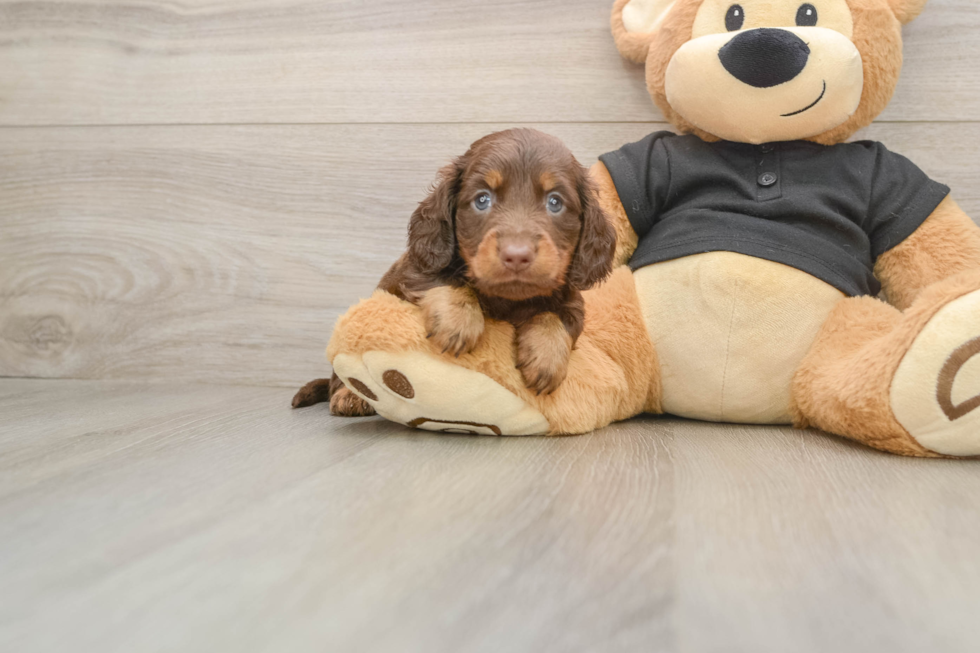 Best Dachshund Baby