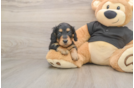 Cute Dachshund Baby