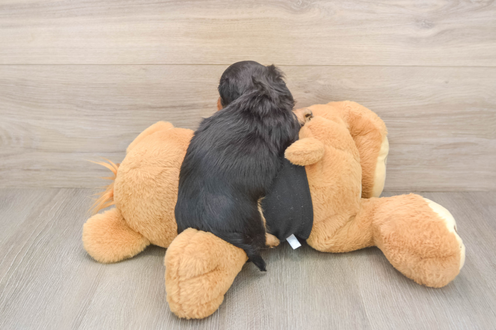 Cute Dachshund Purebred Pup