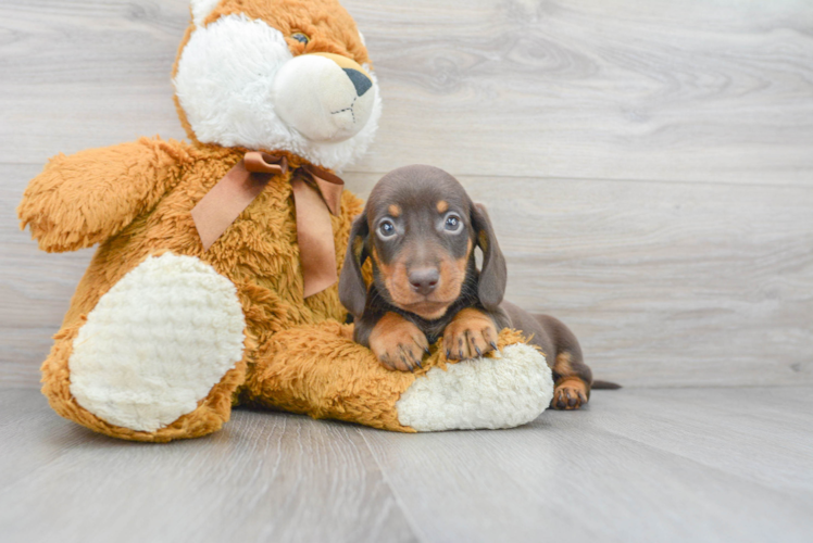 Cute Dachshund Purebred Pup