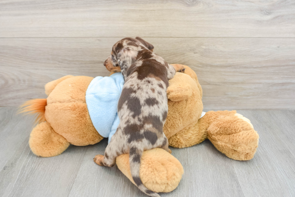 Cute Dachshund Purebred Puppy