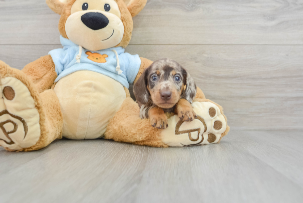 Dachshund Puppy for Adoption