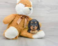 7 week old Dachshund Puppy For Sale - Puppy Love PR