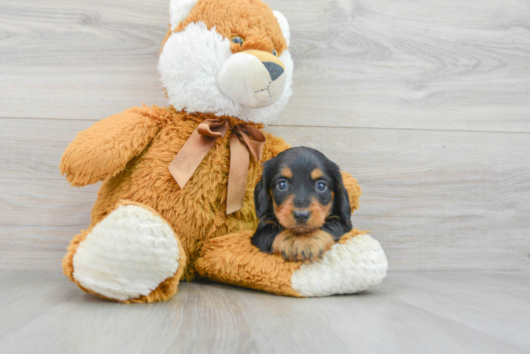 Meet Pickles - our Dachshund Puppy Photo 1/3 - Puppy Love PR Dachshund Puppy for Adoption