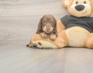 5 week old Dachshund Puppy For Sale - Puppy Love PR