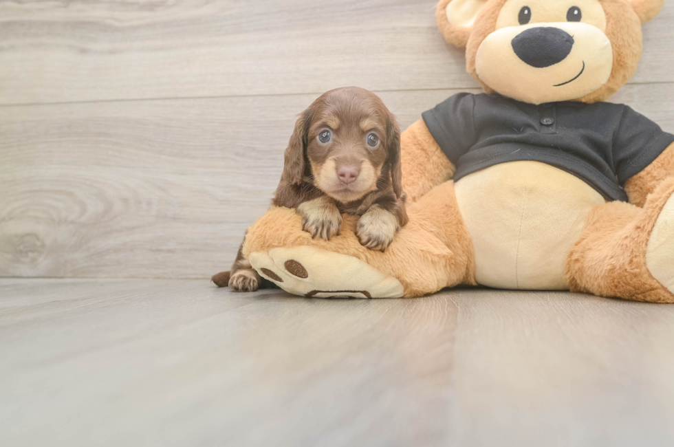 5 week old Dachshund Puppy For Sale - Puppy Love PR