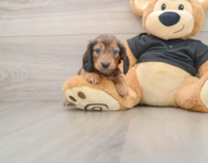 5 week old Dachshund Puppy For Sale - Puppy Love PR