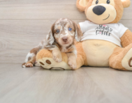 6 week old Dachshund Puppy For Sale - Puppy Love PR