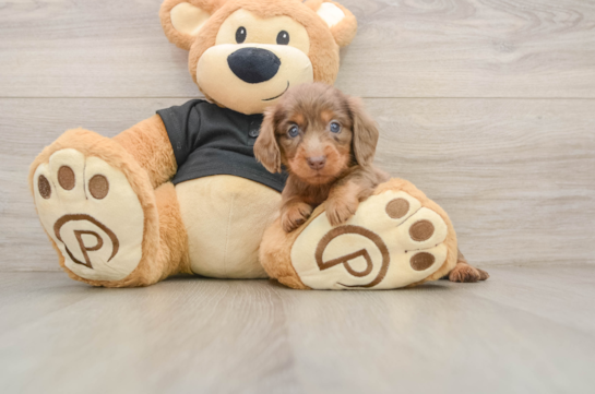 PICKLES, a Dachshund littermate