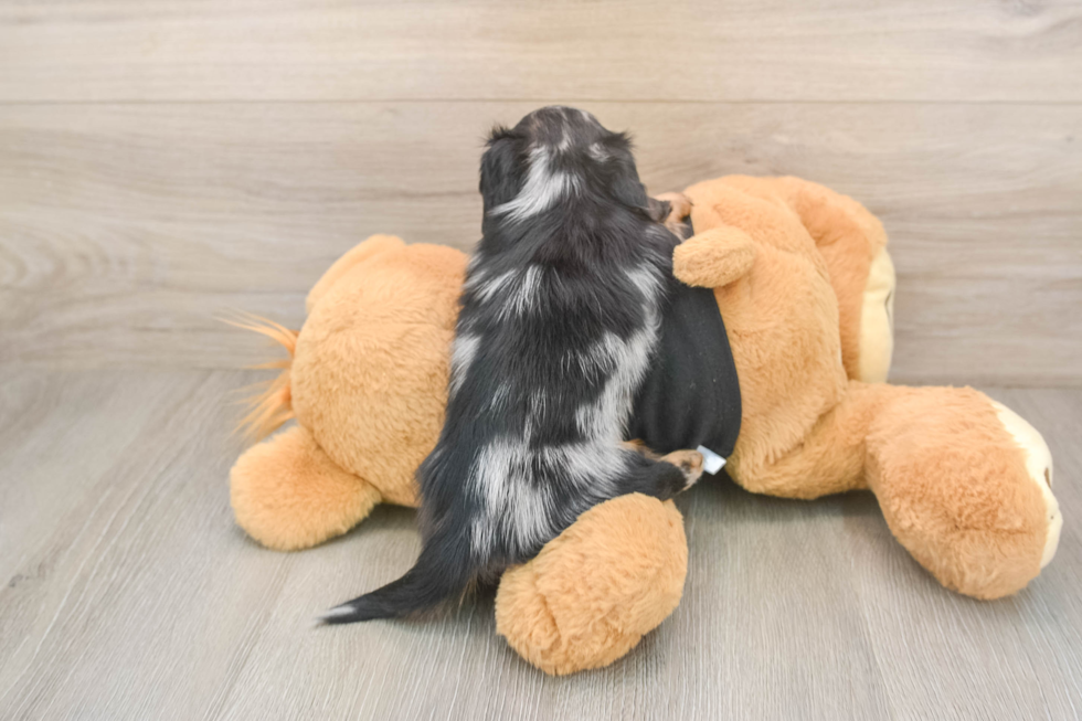 Dachshund Pup Being Cute