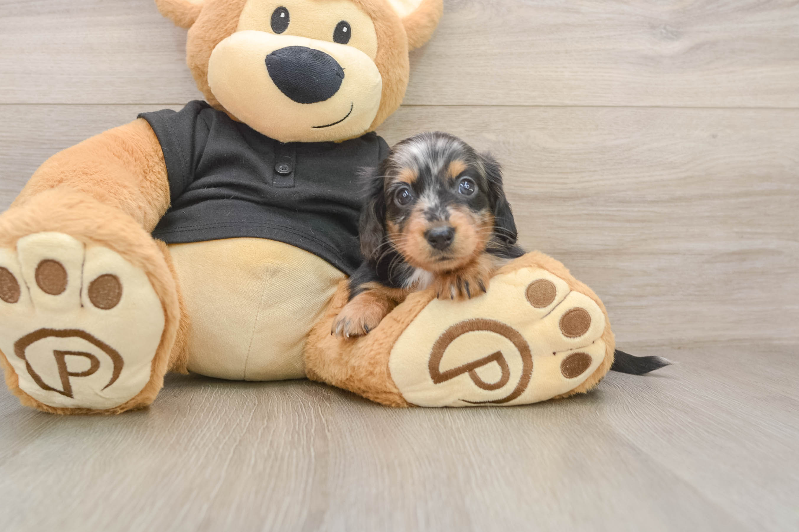 Cute Doxie Purebred Puppy