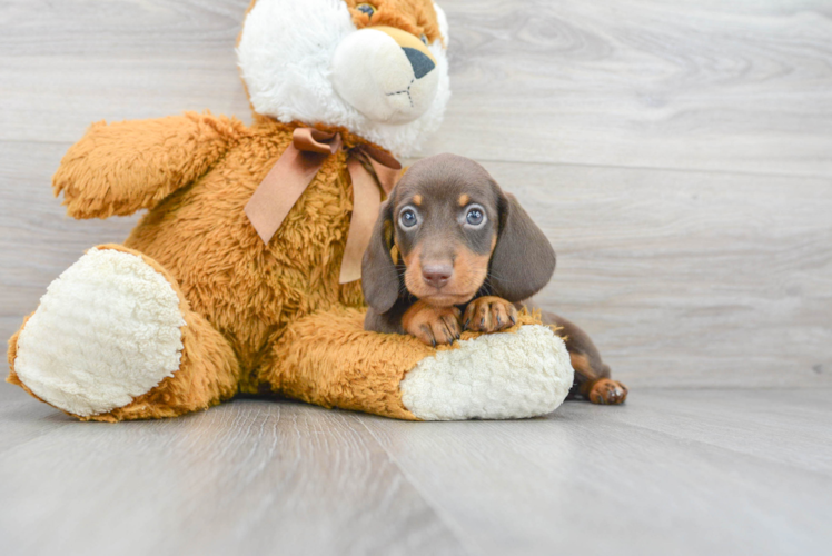 Meet Pickles - our Dachshund Puppy Photo 1/2 - Puppy Love PR Dachshund Puppy for Adoption