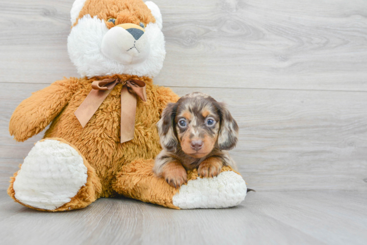 Meet Poptart - our Dachshund Puppy Photo 1/3 - Puppy Love PR Dachshund Puppy for Adoption