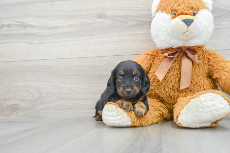Meet Posie - our Dachshund Puppy Photo 1/3 - Puppy Love PR Dachshund Puppy for Adoption