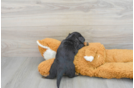 Cute Dachshund Purebred Pup