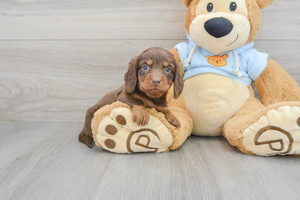 Cute Dachshund Baby