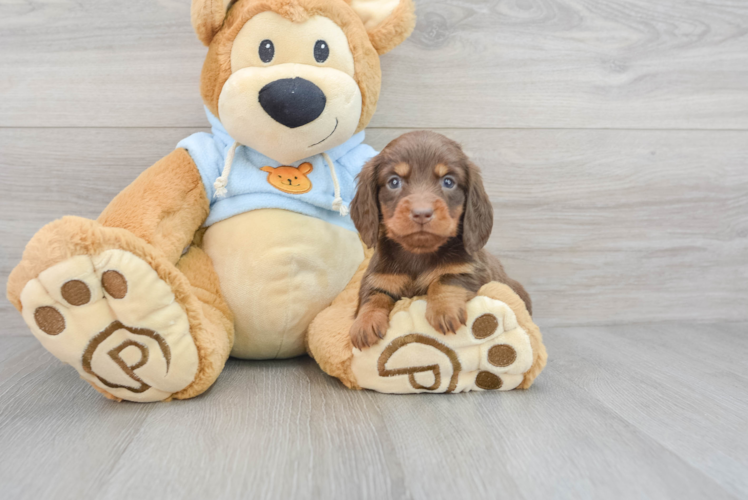Cute Dachshund Purebred Pup
