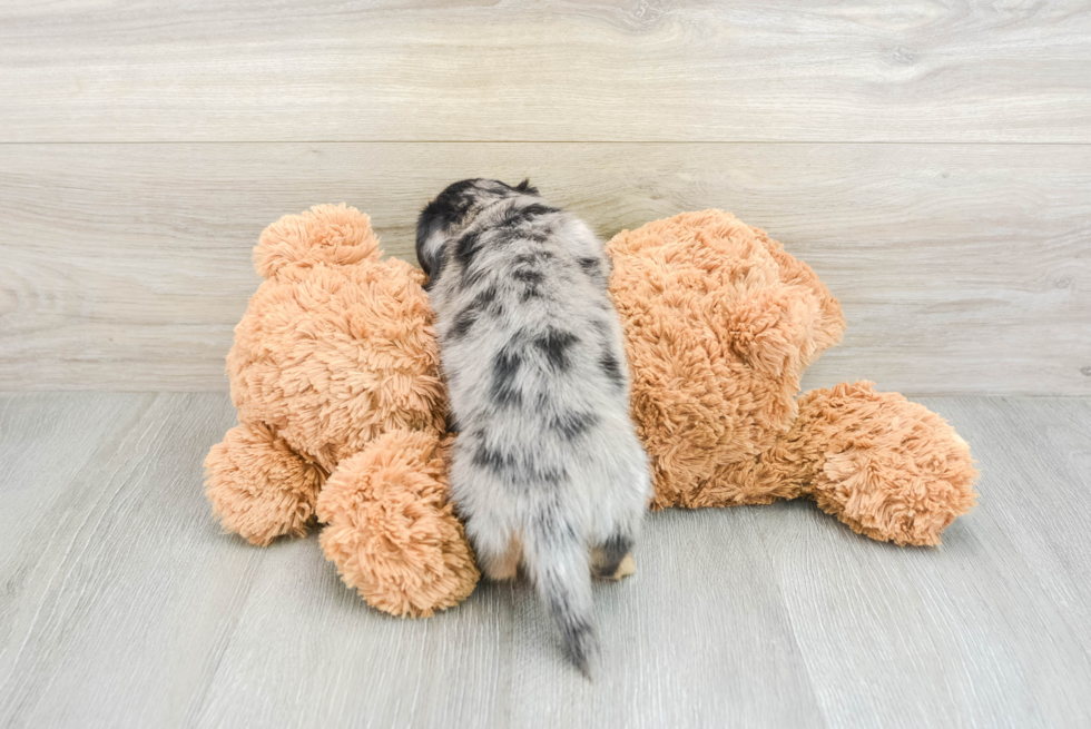 Dachshund Pup Being Cute