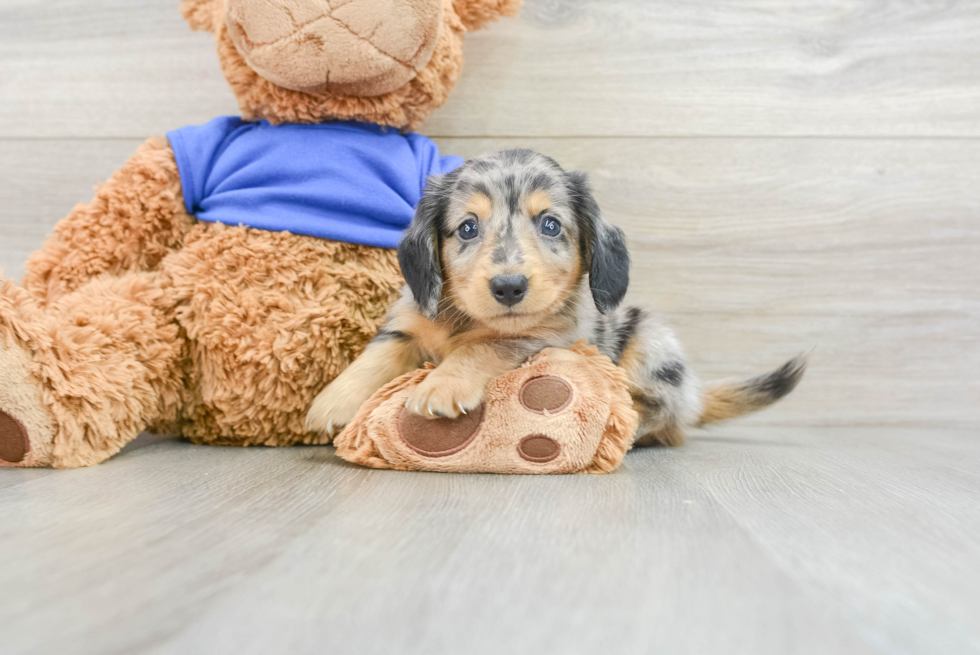 Dachshund Puppy for Adoption