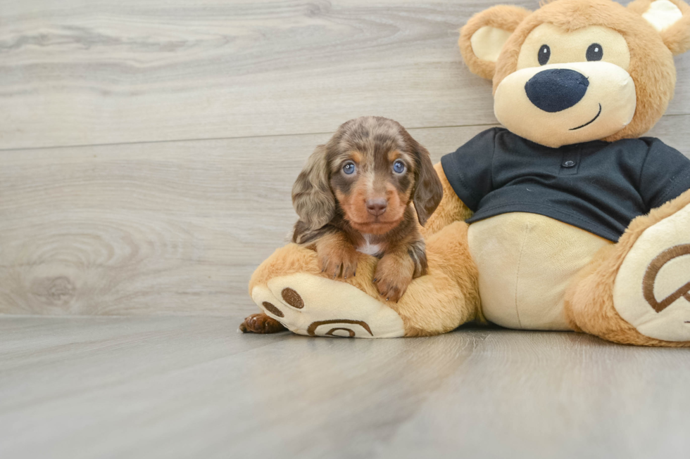 Cute Dachshund Baby