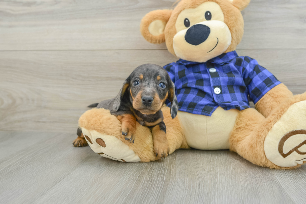 Cute Dachshund Purebred Pup